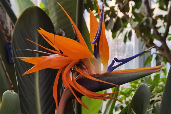 天堂鳥花語是什么?