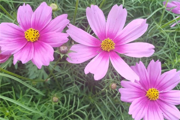 格桑花花語是什么?