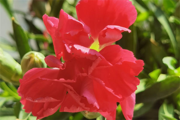 康乃馨一般送什么人?