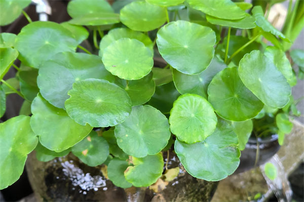 銅錢草的養殖方法是什么?