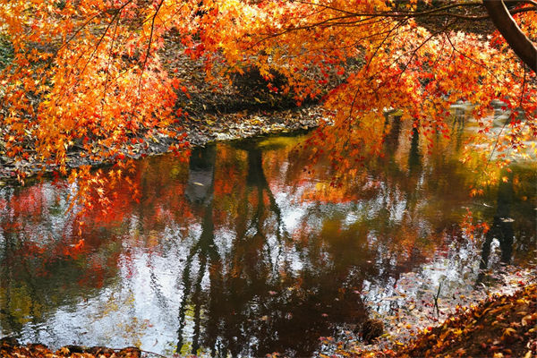 楓葉的特點有哪些?