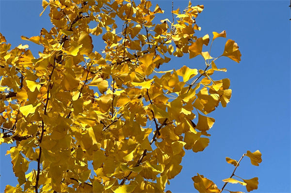 銀杏樹的葉子像什么?