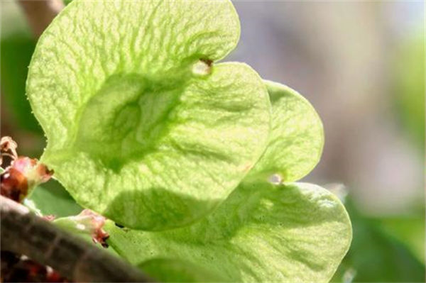 榆錢是榆樹的花還是種子?