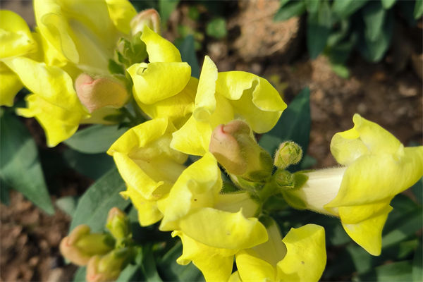 金魚草花期是幾月?