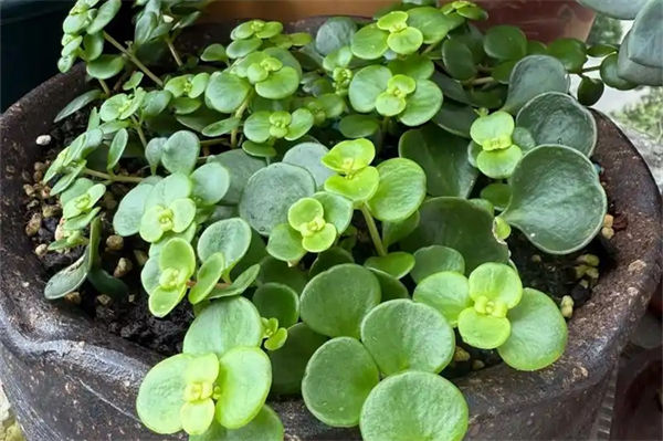 圓葉景天怎么養?