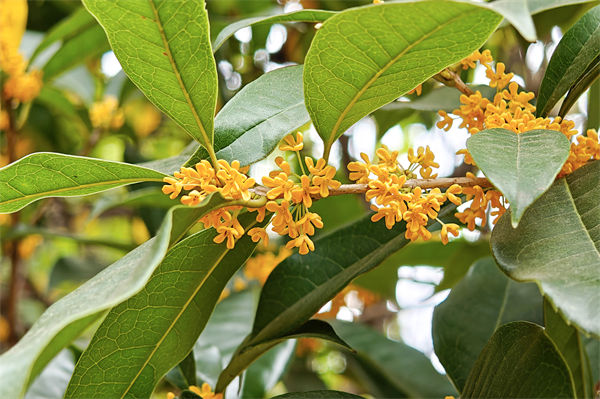 桂花樹幾月開花?