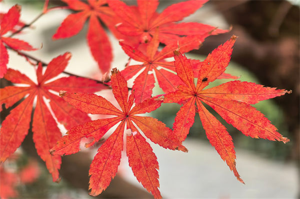 紅楓與雞爪槭的區別有哪些?