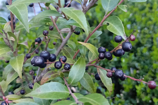 南燭的花語是什么?