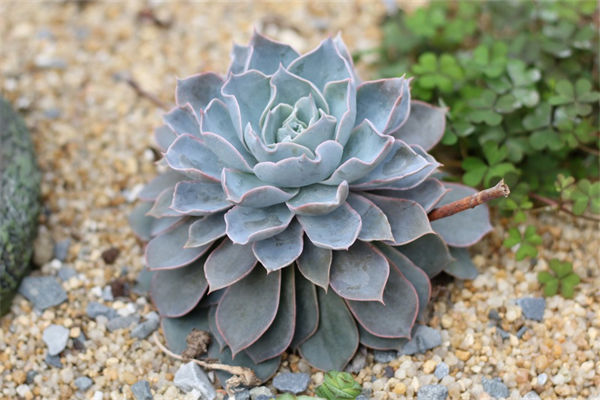 多肉怎么養的又肥又胖?