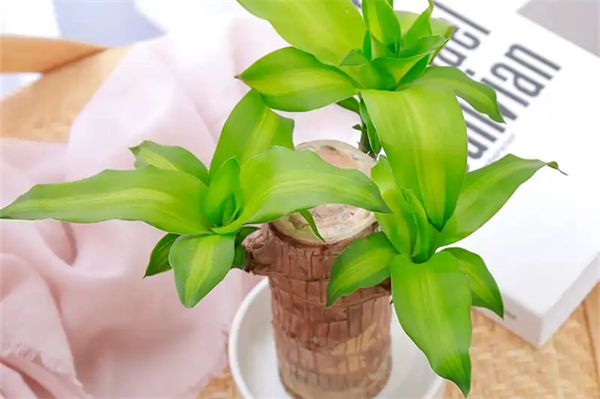 巴西木葉子發黃怎么辦?