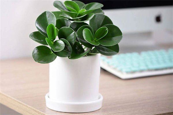 電腦寶貝怎么養?