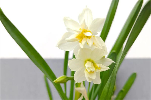 水仙花開完花以后怎么處理?