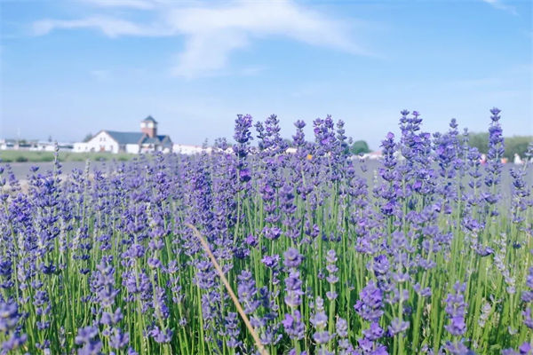 薰衣草花期是幾月?