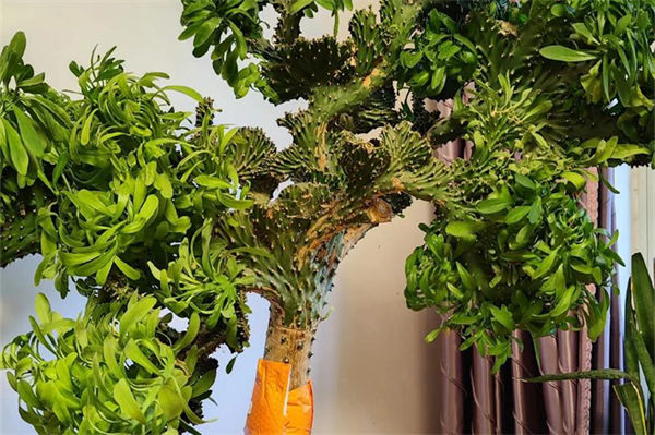 麒麟掌怎么修剪?