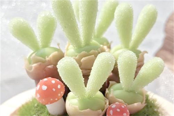 碧光環怎么保持短耳朵?