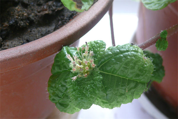 吸毒草有什么特點?