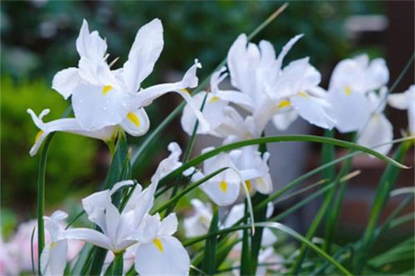 卡薩布蘭卡花的花語是什么?