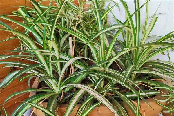 金心吊蘭怎么養?