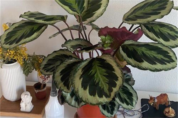 紫背竹芋好養(yǎng)嗎?