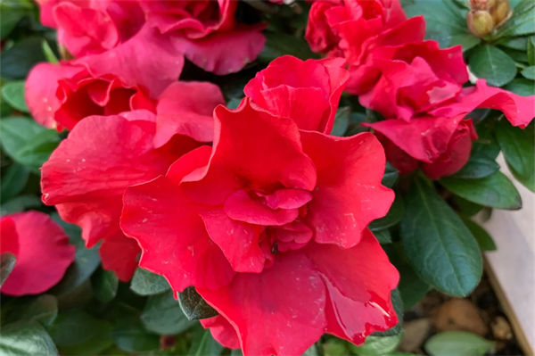 比利時(shí)杜鵑難養(yǎng)嗎?